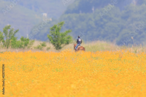 Spring scenery of the waterside park in Buk-myeon, Changwon-si, South Gyeongsang Province, Korea, where yellow golden wave flowers are full of riverside fields.