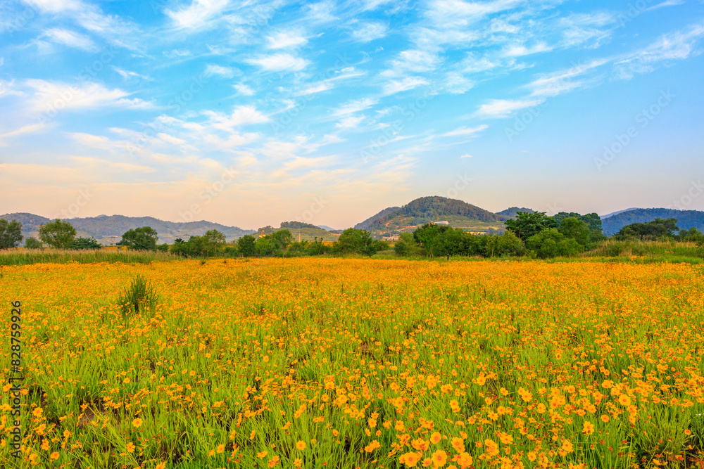 Spring scenery of the waterside park in Buk-myeon, Changwon-si, South Gyeongsang Province, Korea, where yellow golden wave flowers are full of riverside fields.