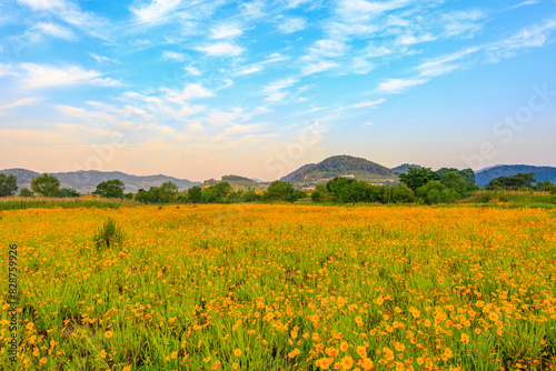 Spring scenery of the waterside park in Buk-myeon  Changwon-si  South Gyeongsang Province  Korea  where yellow golden wave flowers are full of riverside fields.