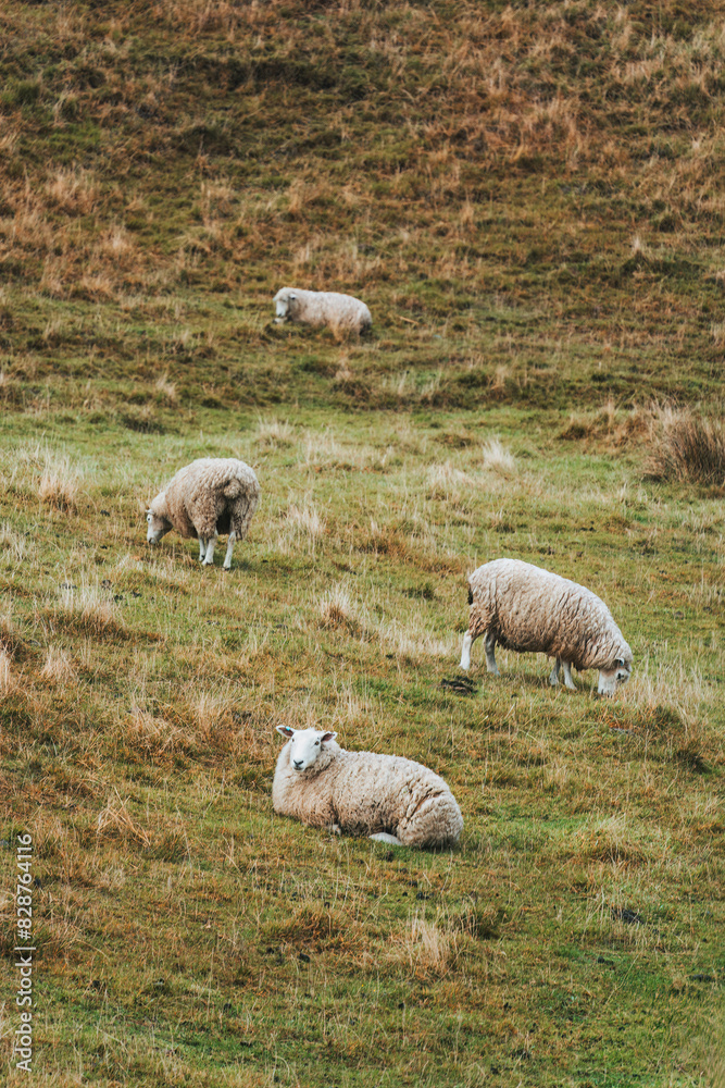 Fototapeta premium Flock of sheep living on golden pasture in countryside