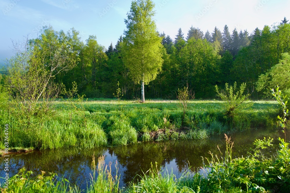 Fototapeta premium stream, lake and birch and forest 