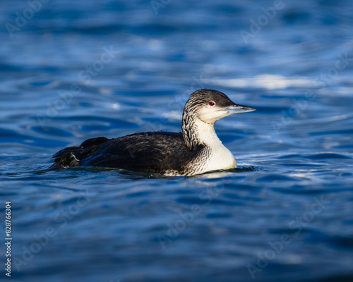 A pacific loon staying afloat in a harbor