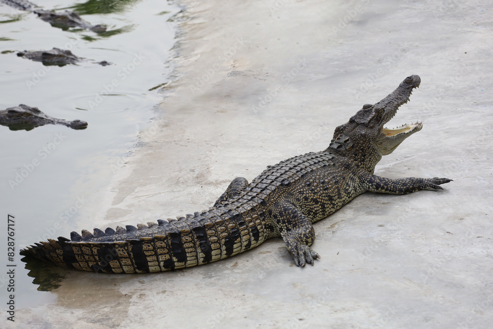 Naklejka premium The salt crocodile swimming on the river near canal