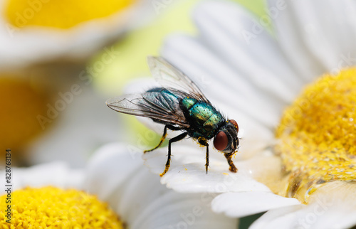 Green blowfly on a daisy