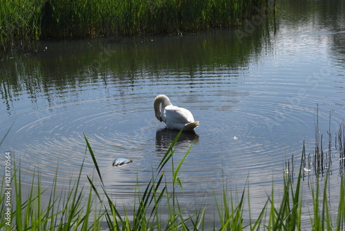 Swan grooming on the lake