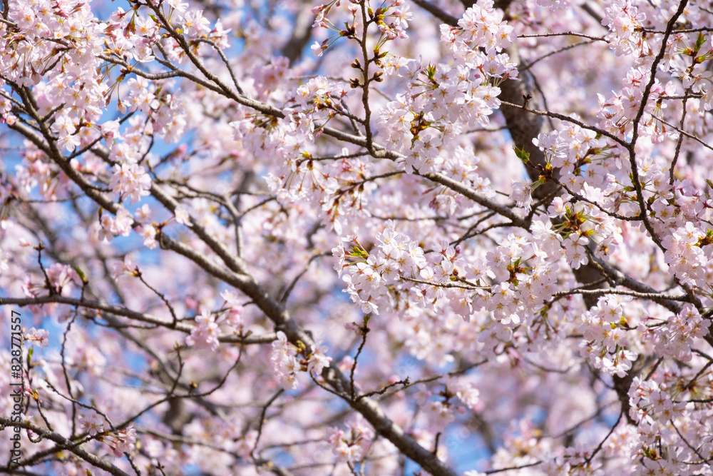 beautiful bouquet pink Japanese cherry blossoms flower or sakura bloomimg on the tree branch. Small fresh buds and many petals layer romantic flora in botany garden. isolated on blue sky. beautiful bouquet pink Japanese cherry blossoms flower or sakura bloomimg on the tree branch. Small fresh buds and many petals layer romantic flora in botany garden. isolated on blue sky.