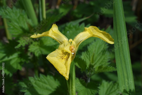 Yellow Iris in reeds