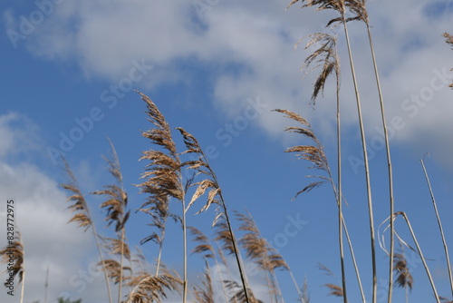 reed against blue sky