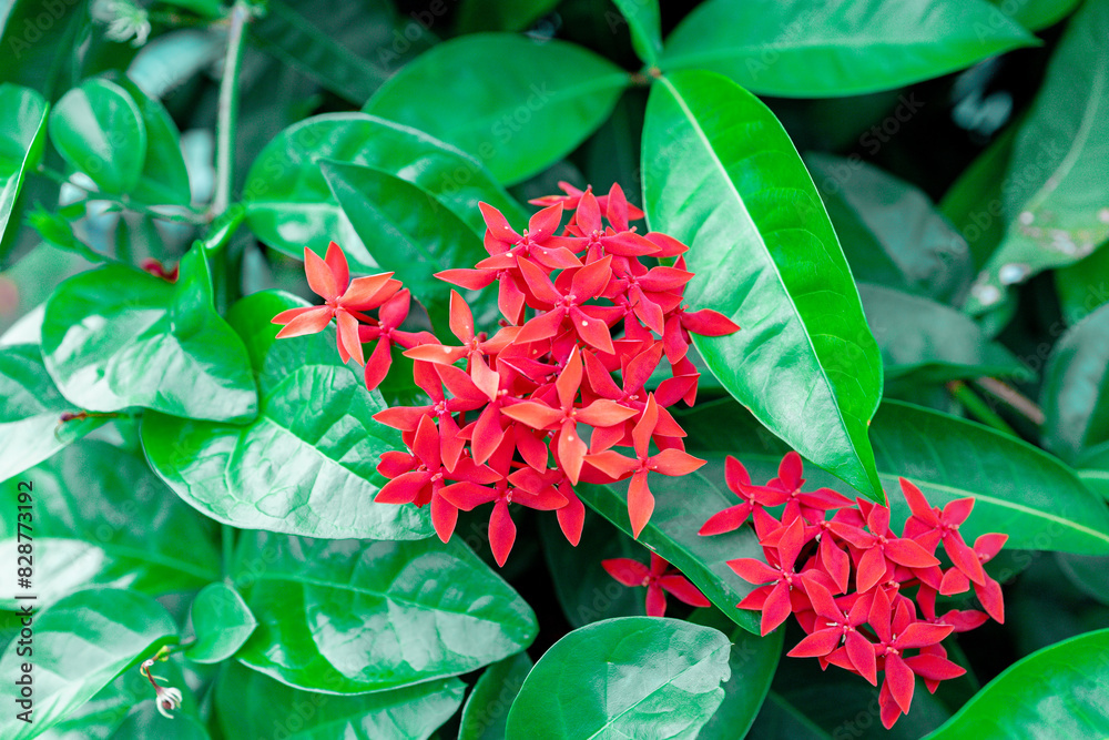 Garden Flower landscape ground agriculture