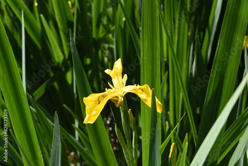Yellow Iris in reeds