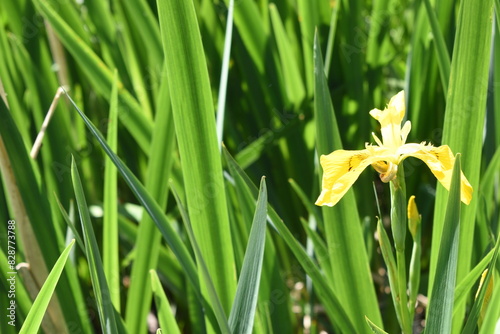Yellow Iris in reeds