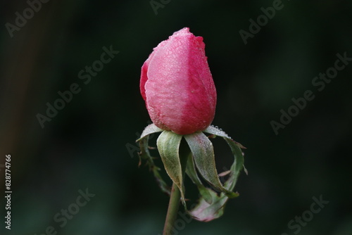 bocciolo di rosa photo