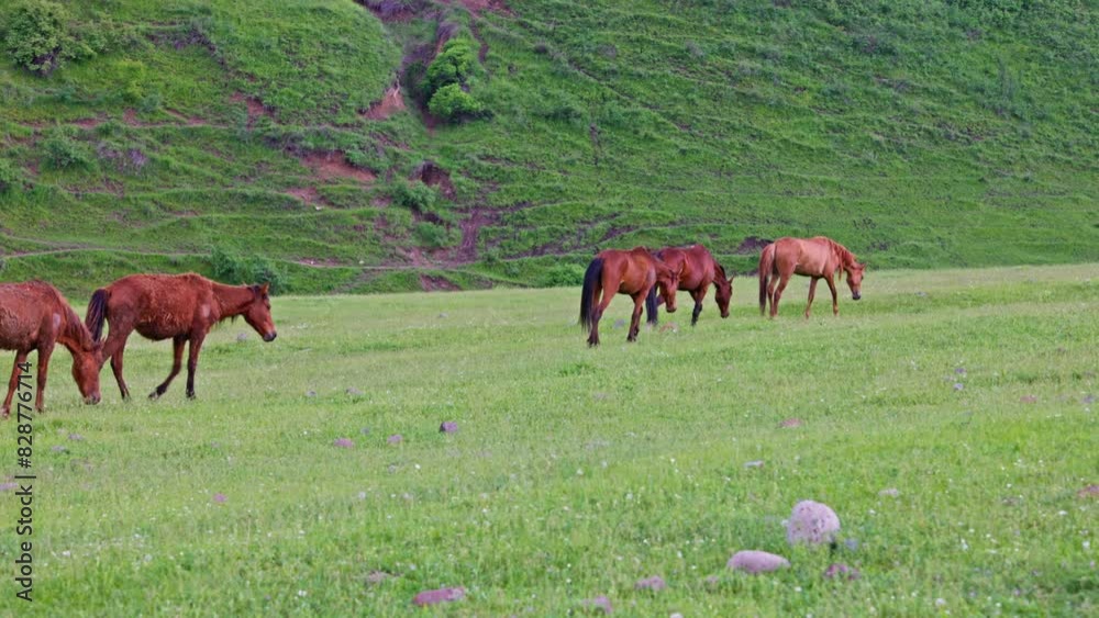 small group of brown horses running along green pasture at hillside during cloudy spring day.