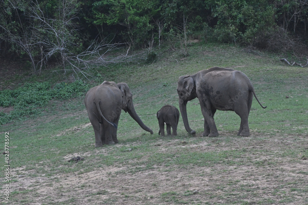 Fototapeta premium elephant and baby elephant, Asian elephant is the largest land mammal on the Asian continent
