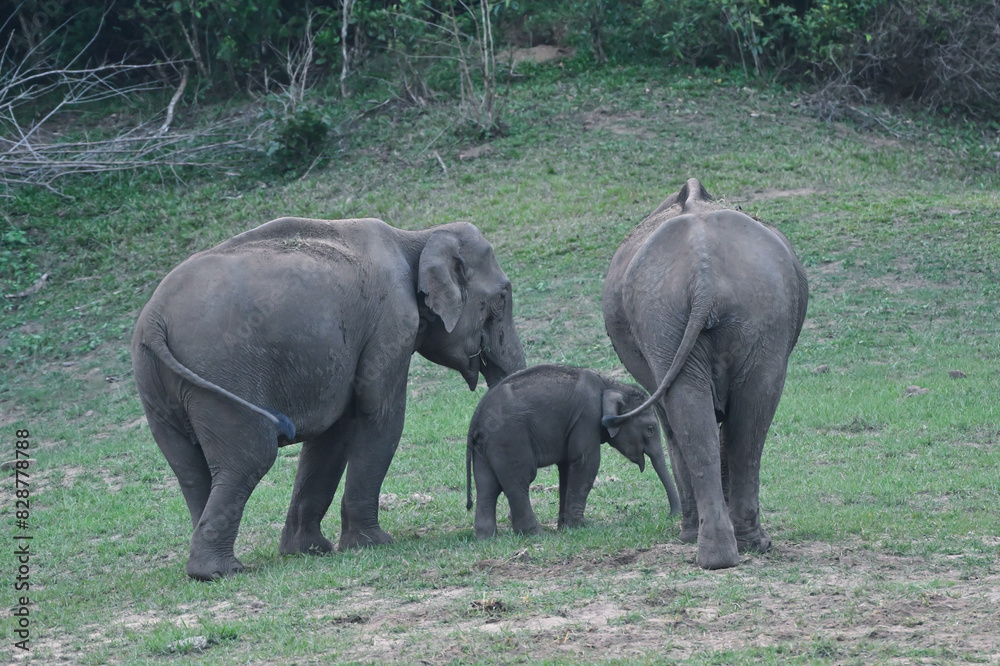 Fototapeta premium elephant and baby elephant, Asian elephant is the largest land mammal on the Asian continent
