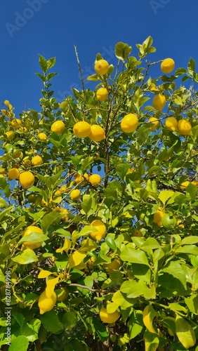 Limonero
yellow tree