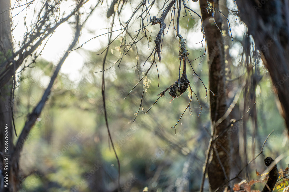 beautiful gum Trees and shrubs in the Australian bush forest. Gumtrees and native plants growing in Australia in spring beautiful gum Trees and shrubs in the Australian bush forest. Gumtrees and native plants growing in Australia in spring