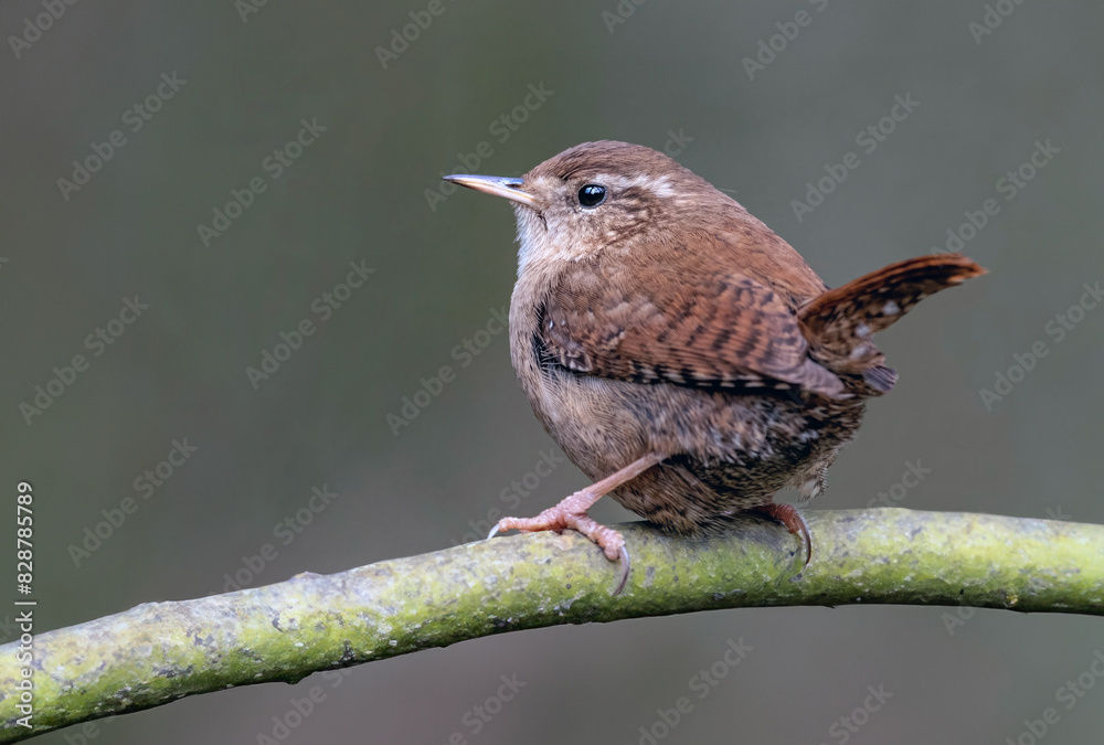 Fototapeta premium jenny wren, bird, branch, bird watching, avian, tree, perched, tiny, small, close up, macro, brown, cute, birding, woods, singing, nature, wildlife, animal, wild, beak, sparrow, flycatcher, robin, 