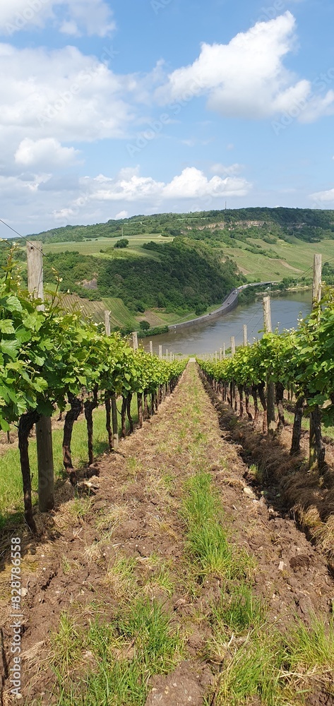 Fototapeta premium vineyard in region country