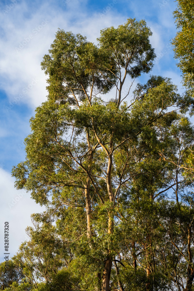 beautiful gum Trees and shrubs in the Australian bush forest. Gumtrees and native plants growing in Australia in spring beautiful gum Trees and shrubs in the Australian bush forest. Gumtrees and native plants growing in Australia in spring