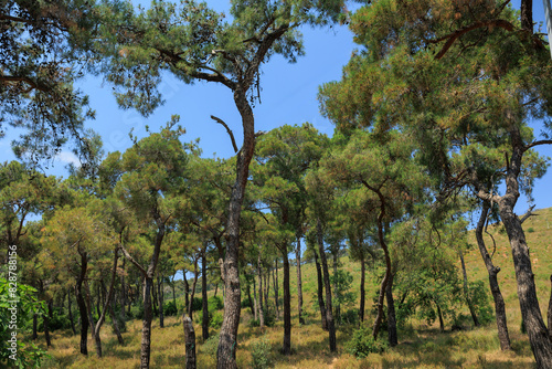 Fototapeta Naklejka Na Ścianę i Meble -  Beautiful road and landscape, streets and roads of a southern small town, public place in Turkey, on a summer sunny day