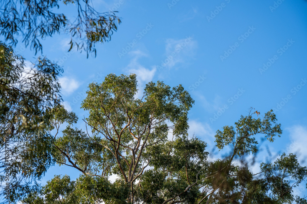 beautiful gum Trees and shrubs in the Australian bush forest. Gumtrees and native plants growing in Australia in spring beautiful gum Trees and shrubs in the Australian bush forest. Gumtrees and native plants growing in Australia in spring