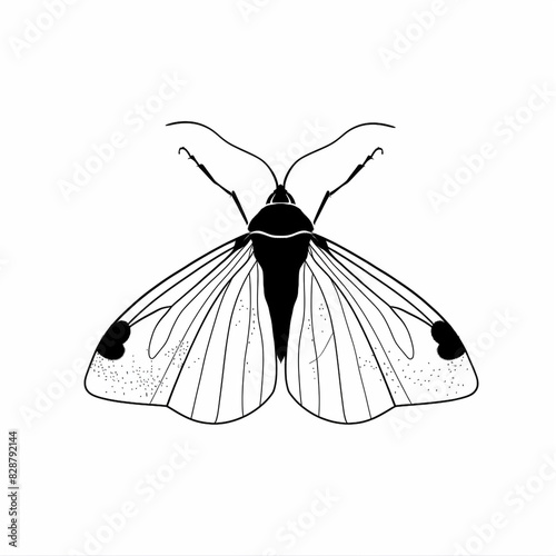 A black and white drawing of a moth, Simple vlack ink outline drawing on a white background. photo