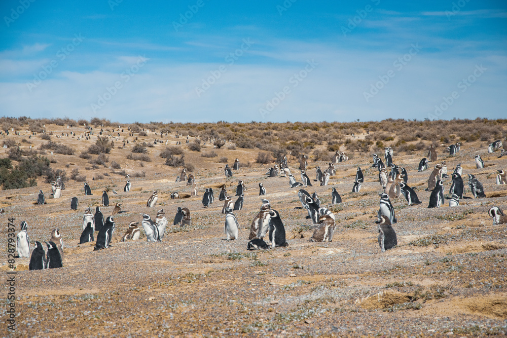 Obraz premium Penguins Argentina, Patagonia Argentina, penguins on the rocks,
