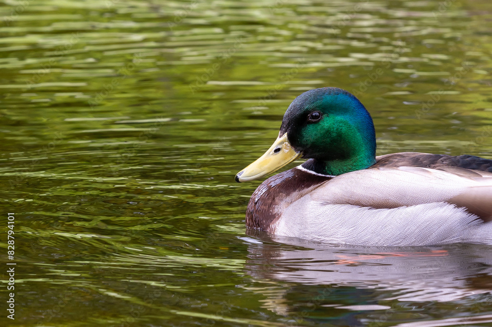 Obraz premium Stockente