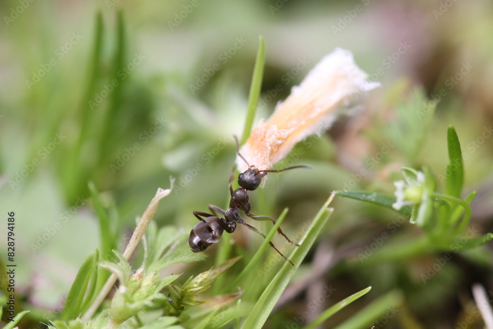 Fototapeta premium ant in garden carrying a ladybug