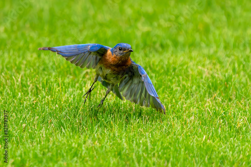 Bluebird flying over grass field
