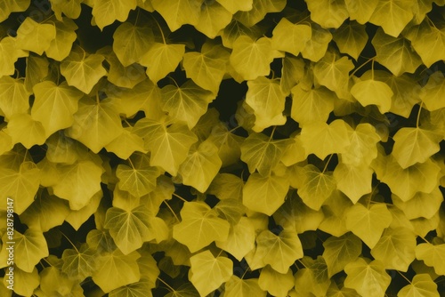 Wallpaper Mural Vivid green ivy leaves creating a lush natural background perfect for climbing plants Torontodigital.ca