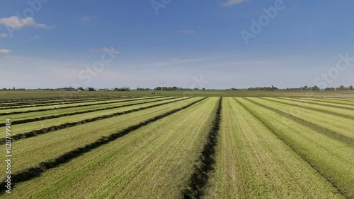 Aerial View: Tractor Gathering Rows of Grass into Piles on Farmland (ID: 828799984)