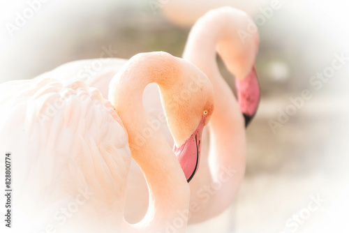 Elegante Flamingos in sanftem Licht was eine ruhige und ästhetische Atmosphäre schafft. photo