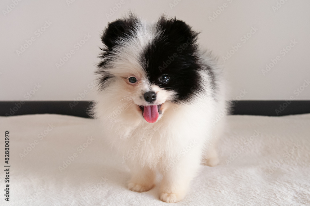 Portrait of cute black and white Pomeranian puppy Portrait of cute black and white Pomeranian puppy