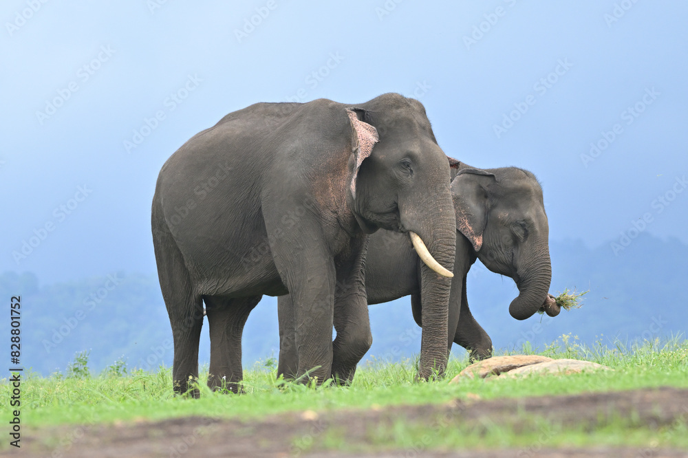 Obraz premium Asian elephant is the largest land mammal on the Asian continent