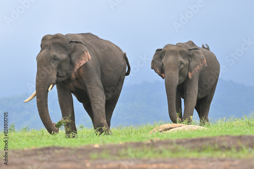 Photography Asian elephant is the largest land mammal on the Asian continent