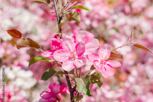 pink flowers of a blooming apple tree in a city park in spring