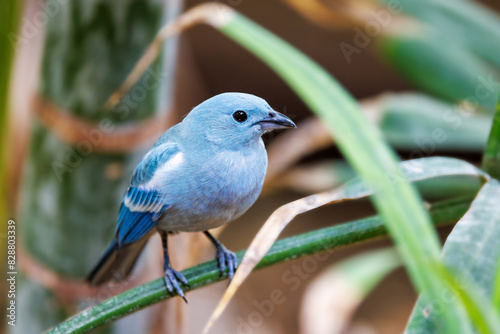 A blue-gray tanager, Thraupis episcopus, perched on a branch with a lush foliage background. A social and noisy bird endemic to tropical and subtropical regions of Central and South America. photo