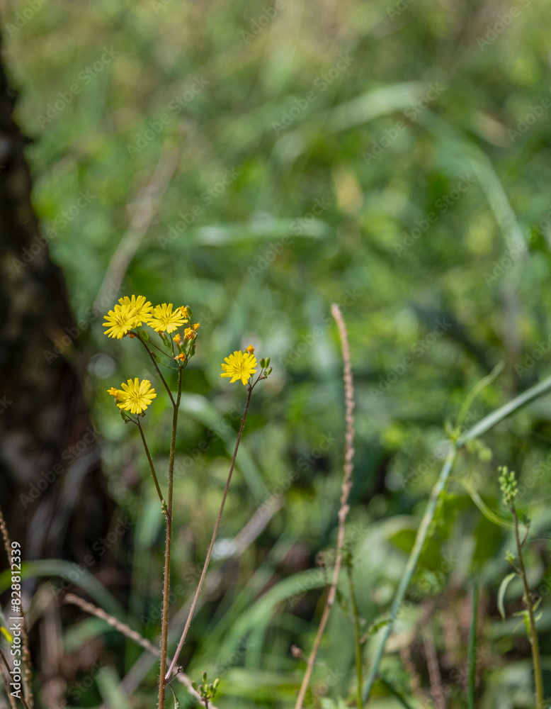 beautiful blooming Ixeris debilis small yellow flowers in natural wild park . fresh herbal floral blossom with green leaves soft petal in tropical plant beautiful blooming Ixeris debilis small yellow flowers in natural wild park . fresh herbal floral blossom with green leaves soft petal in tropical plant