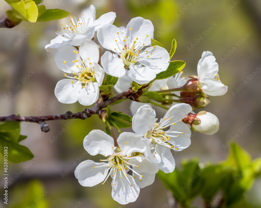 Cherry Blooms Cherry Blooms