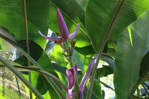 Tropical Banna Tree In Full Bloom In The Florida Sun photo