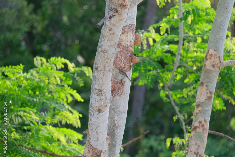 Fototapeta premium tree in the forest