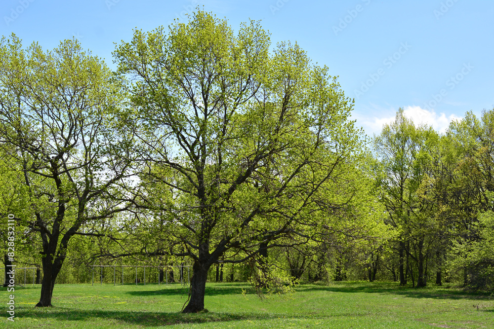 an oak tree with green leaves on it is in a forest an oak tree with green leaves on it is in a forest
