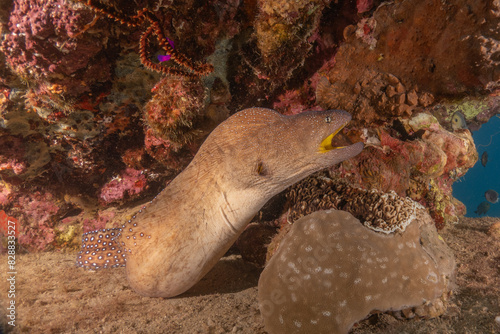 Moray eel Mooray lycodontis undulatus in the Red Sea, Eilat Israel
