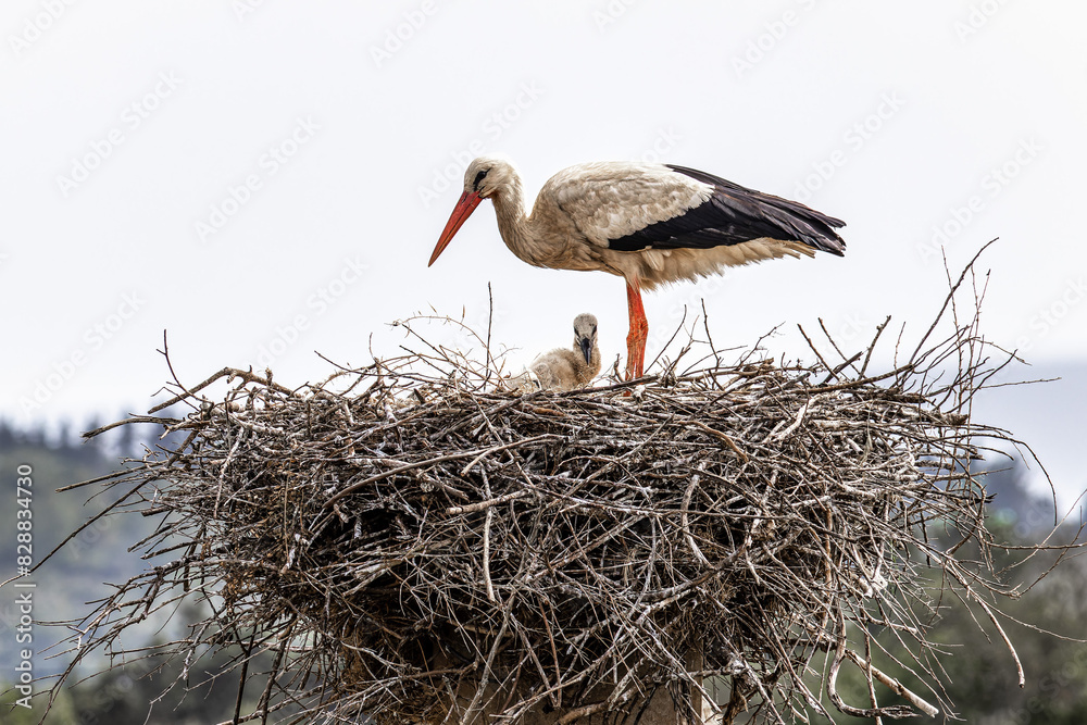 Fototapeta premium White Storks, Ciconia ciconia at Odiaxere in the Algarve region, District Faro, Portugal.