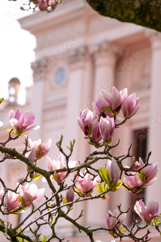 Magnolia tree flowers in full bloom in front of the university building in Lund Sweden photo