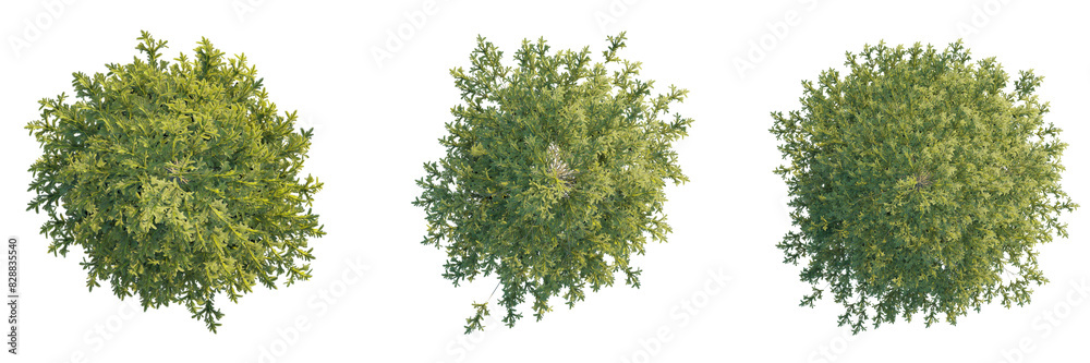 Picea abies tree top view, tree plan 4k png cutout Stock Illustration ...