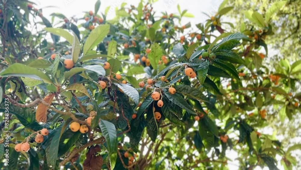 Orange loquats on the tree ready for harvest. Orange loquats on the tree ready for harvest.