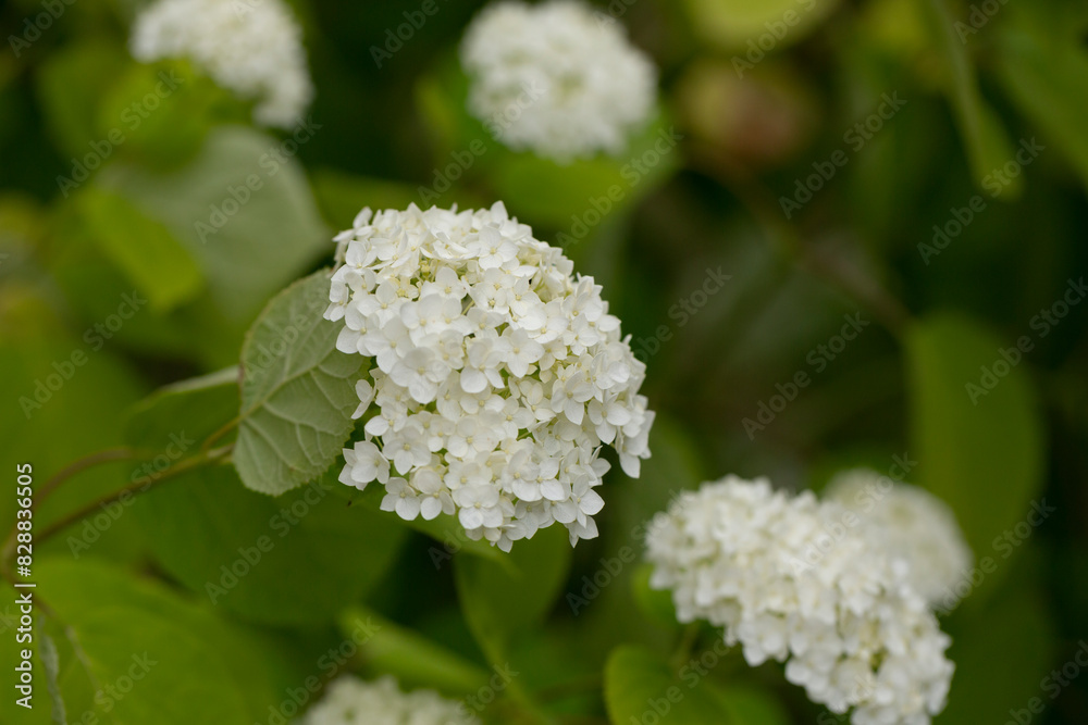 Blooming white hydrangea (Hydrang a arbor scens) Blooming white hydrangea (Hydrang a arbor scens)